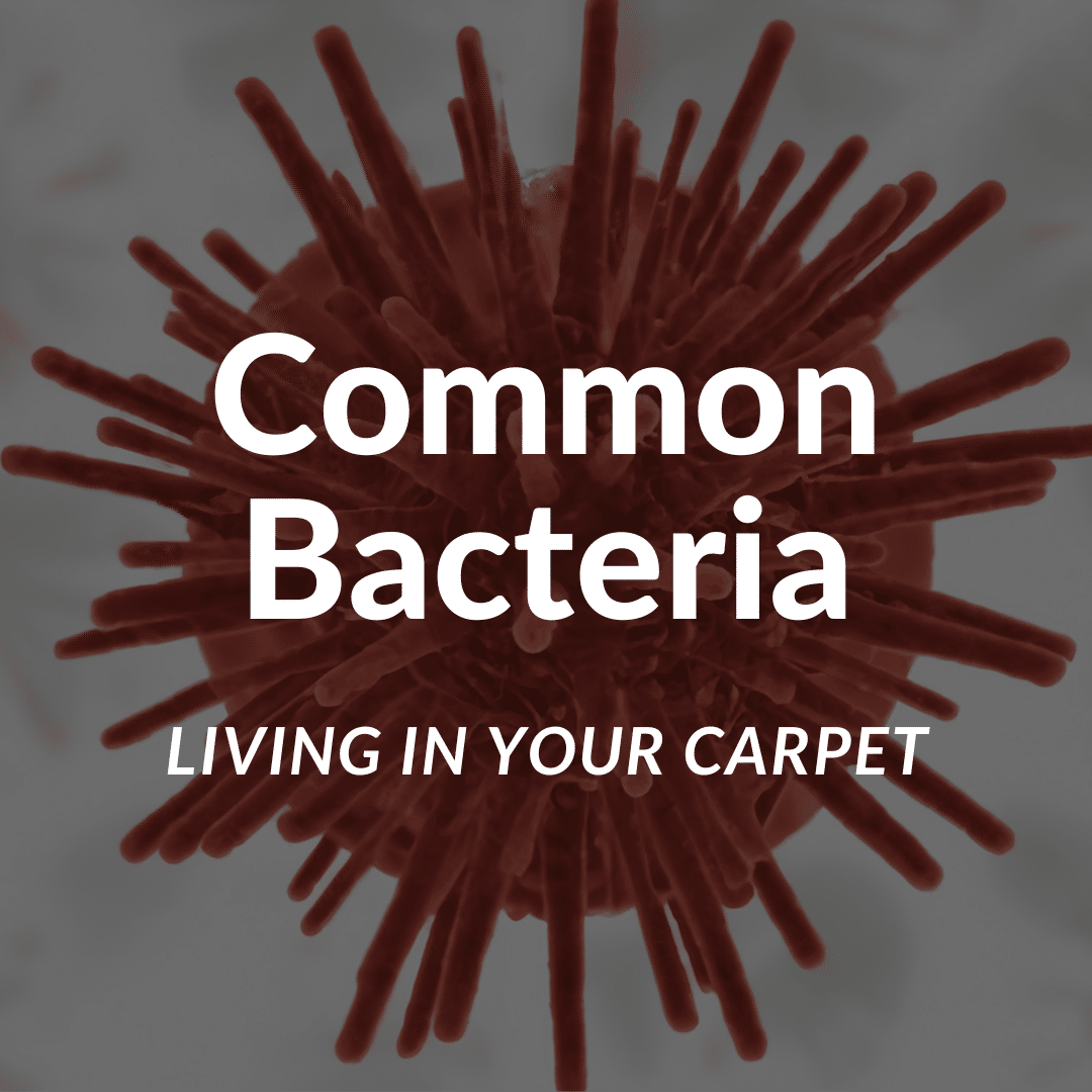 common-bacteria-carpet-cleaning-cambridge-ma