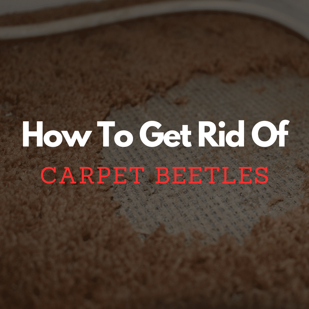 how-to-get-rid-of-carpet-beetles-cambridge